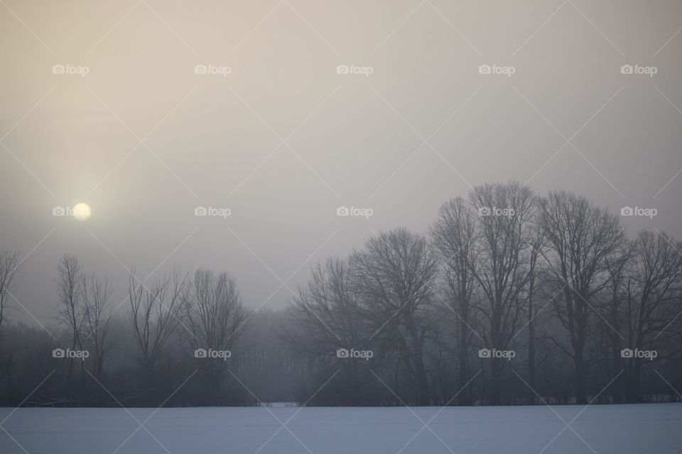 Fog and trees 