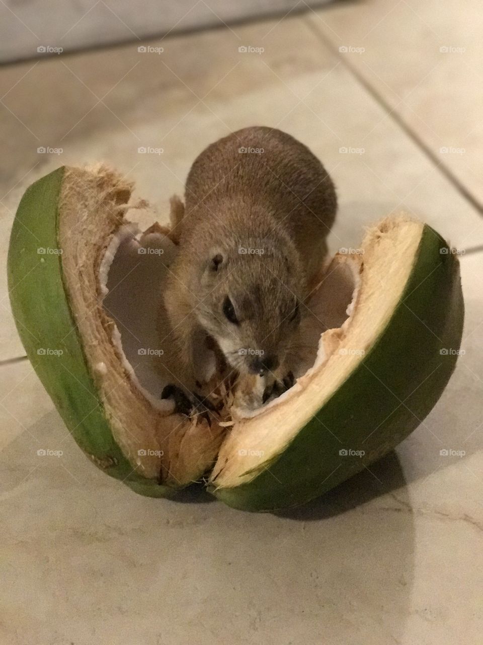 Our prairie dog Bob eating coconut when he was younger. 