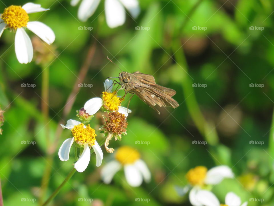 Fiery skipper