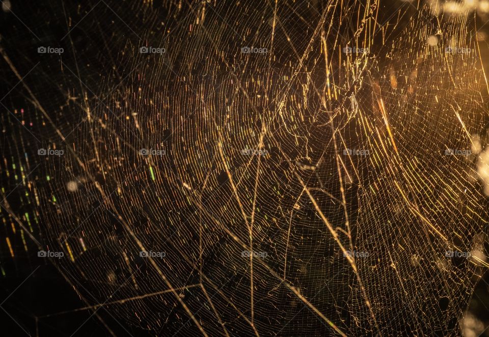 Golden web