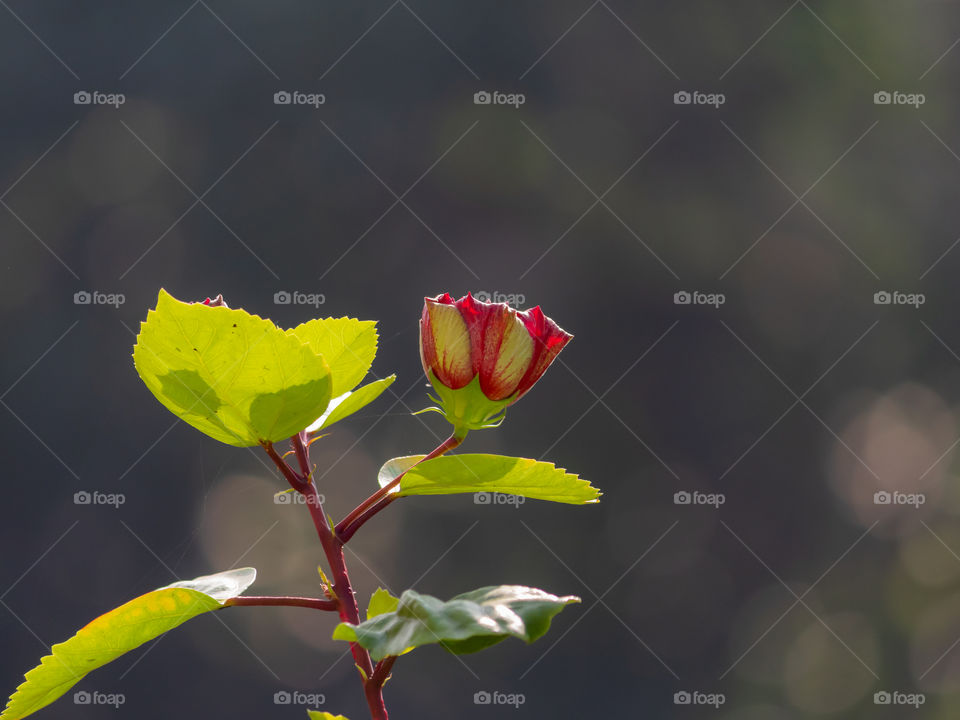 Hibiscus Flower