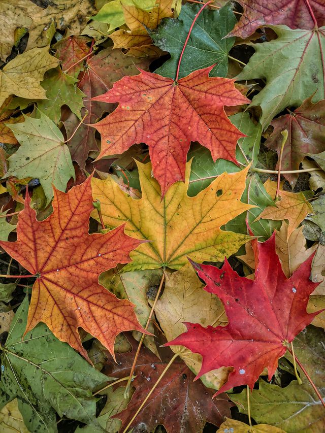 Leaves
