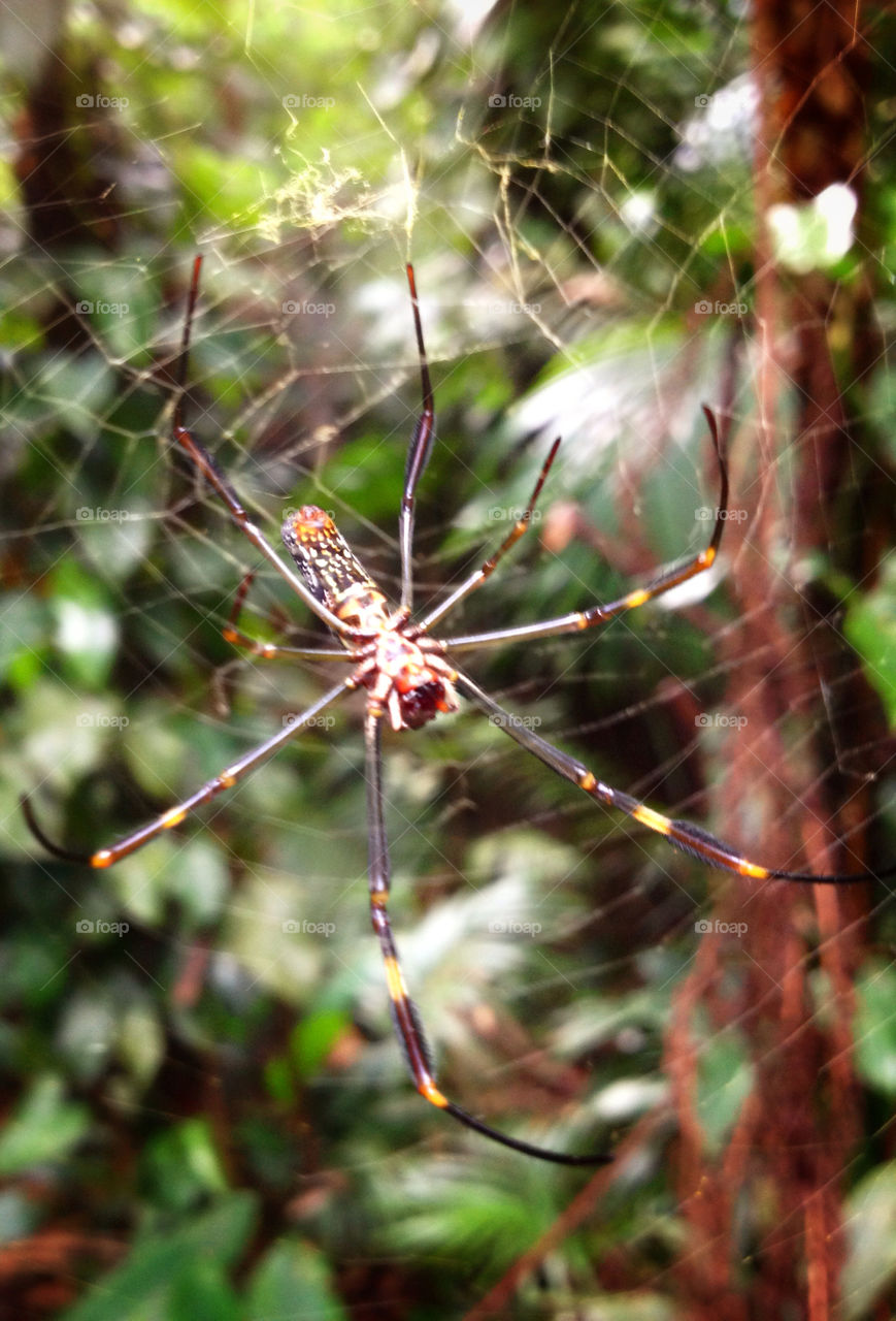 Spider on spider web