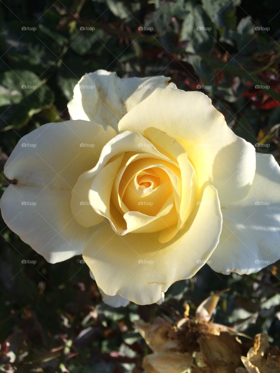 High angle view of rose flower