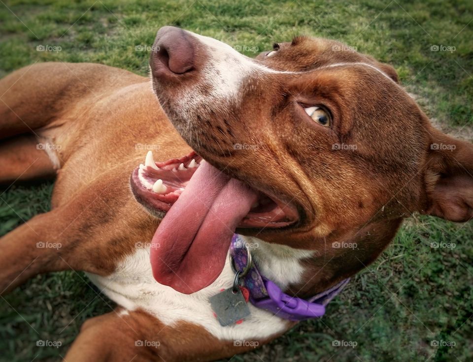 My green eyed dog laying in the grass smiling at me with her tongue hanging out