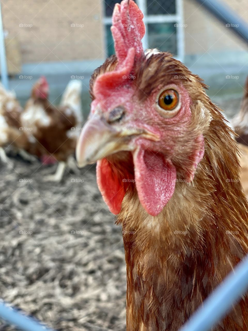 Swiss chickens eat grass in nature