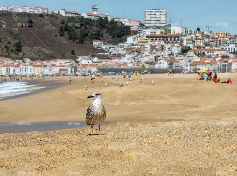 A seagull finds a quiet spot on the otherwise busy beach at Nazaré, Portugal 