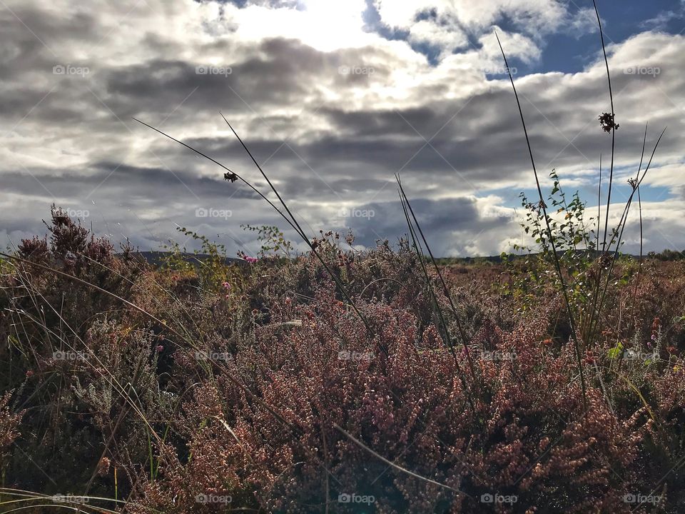 Culloden Battlefield 