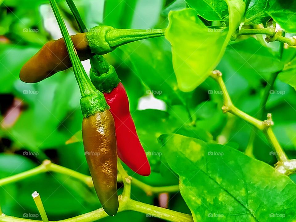 Close view of bird eye chillies hanging on the branch.