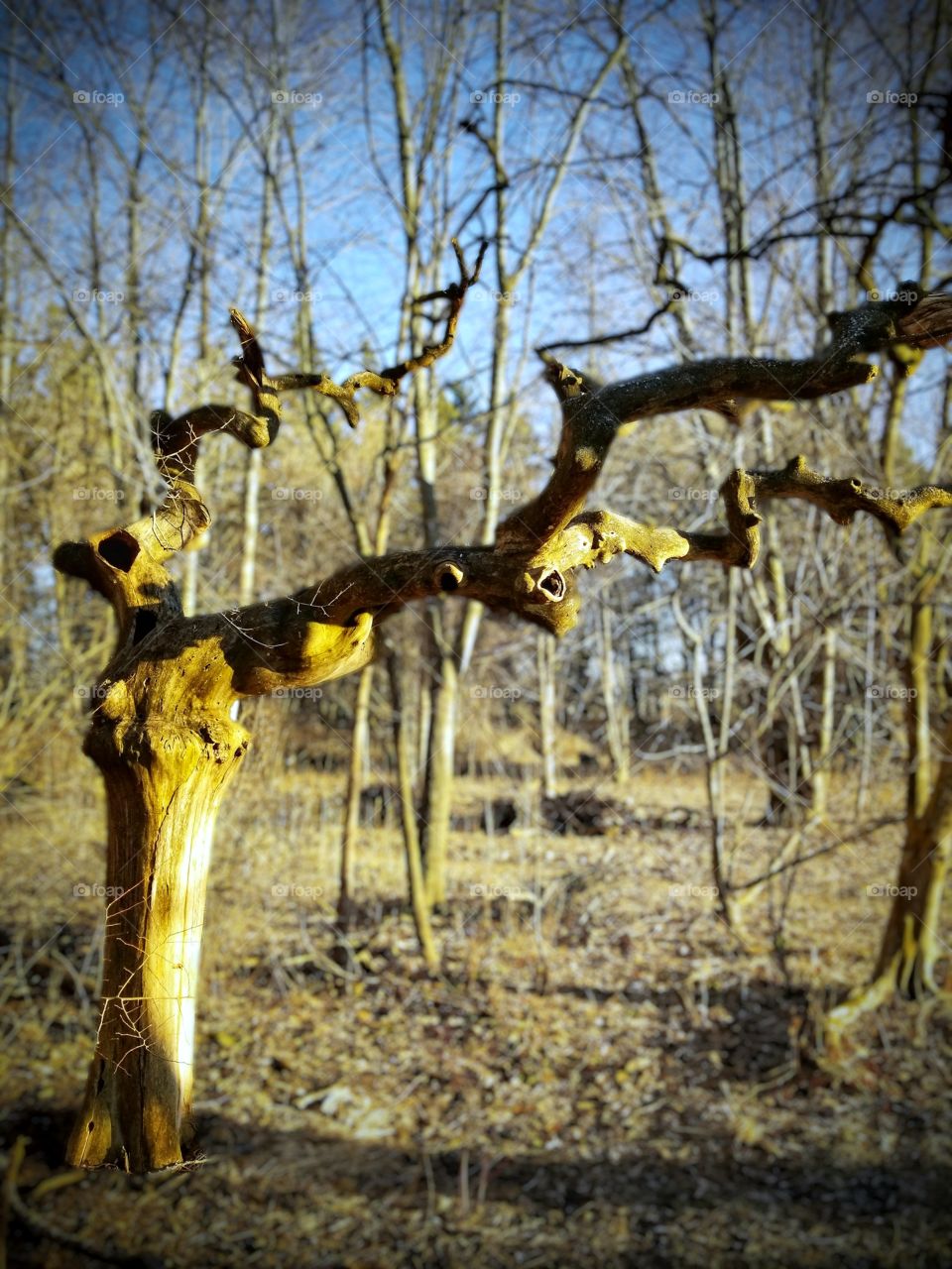 This tree must be a home for many creatures,  considering how many holes it has...