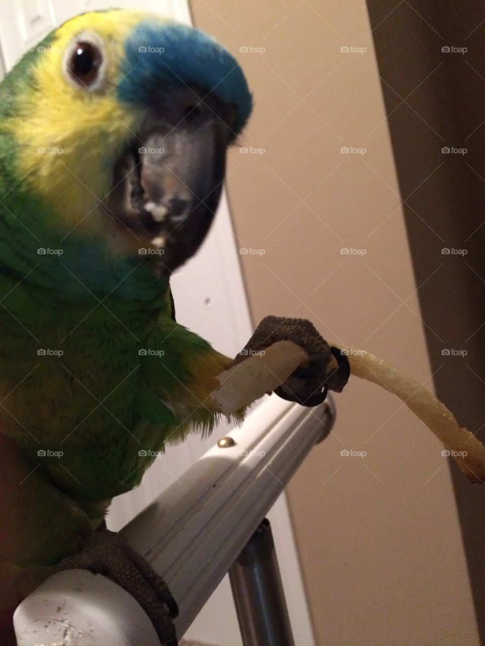 Parrot eating a French fry