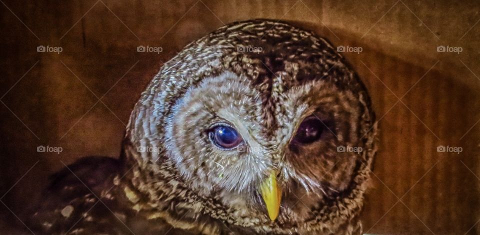 Barred owl that was injured