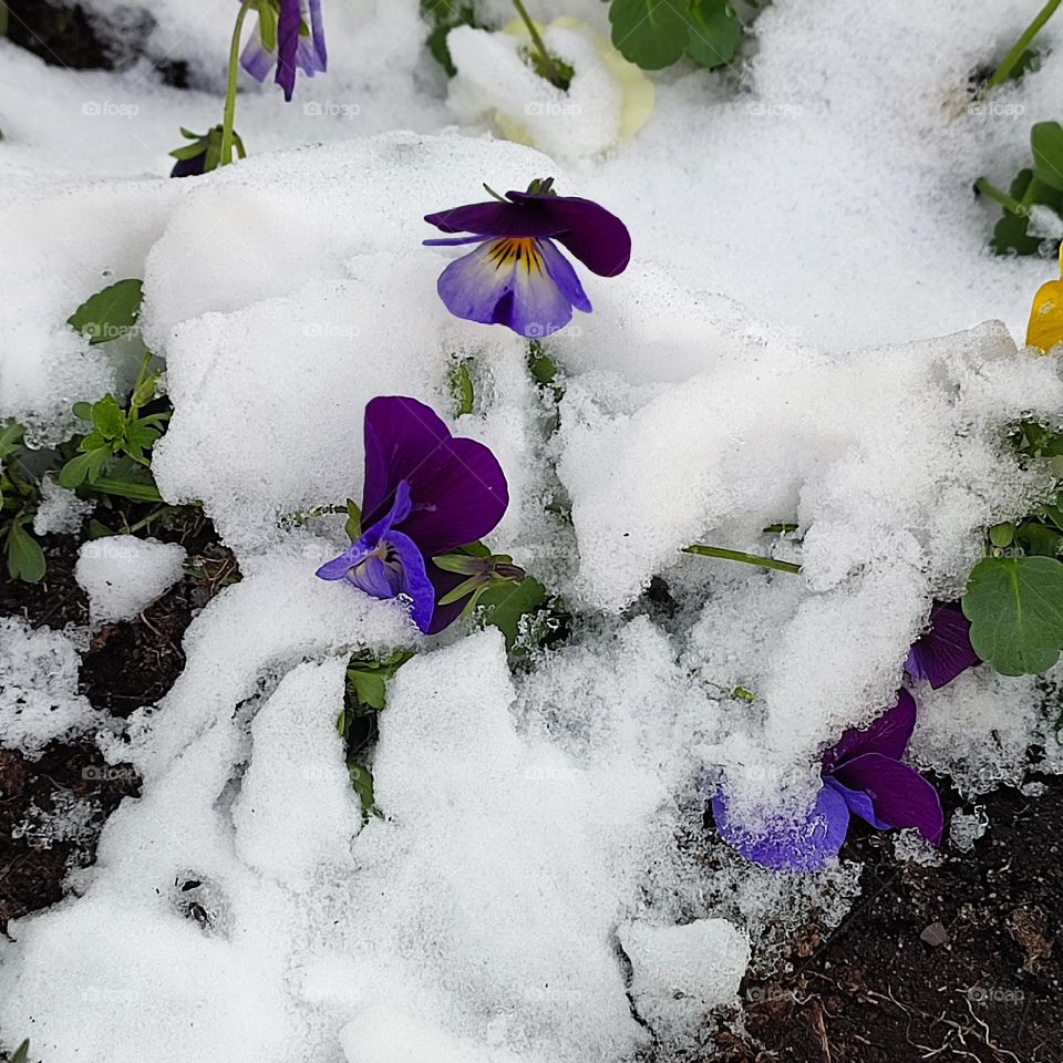A flower in the snow