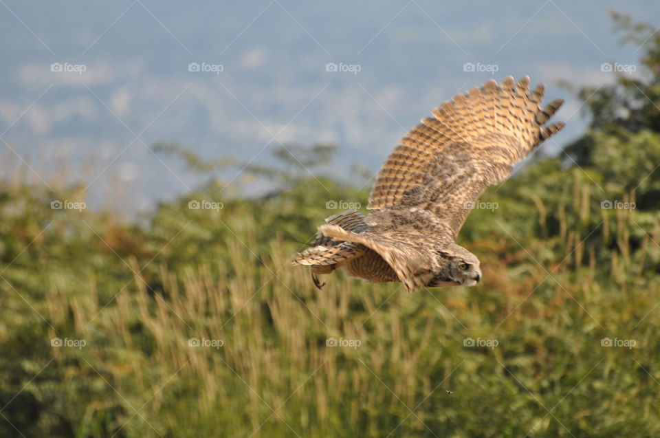 Majestic raptors