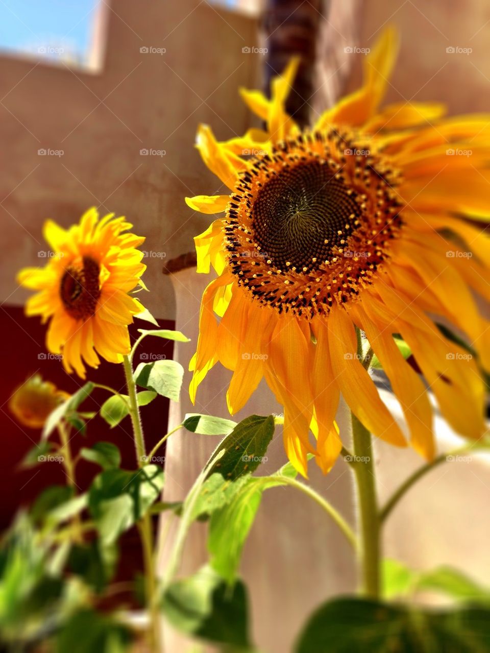 🌻🌻