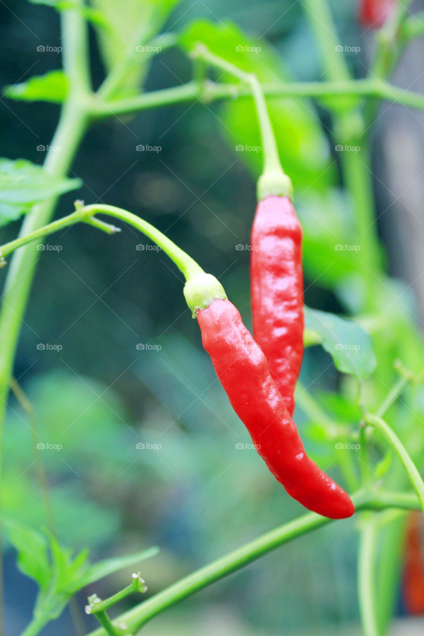 Fresh red Indonesian chili picture and high quality, perfect for advertising.
