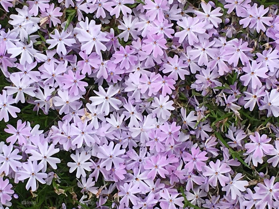 Phlox