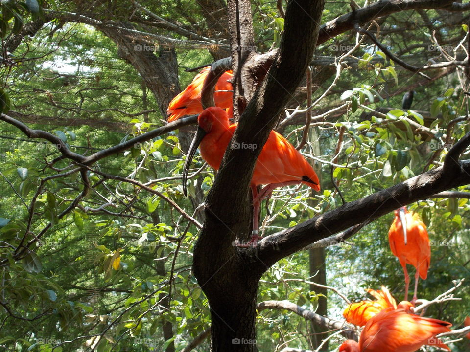 Scarlet birds at the zoo