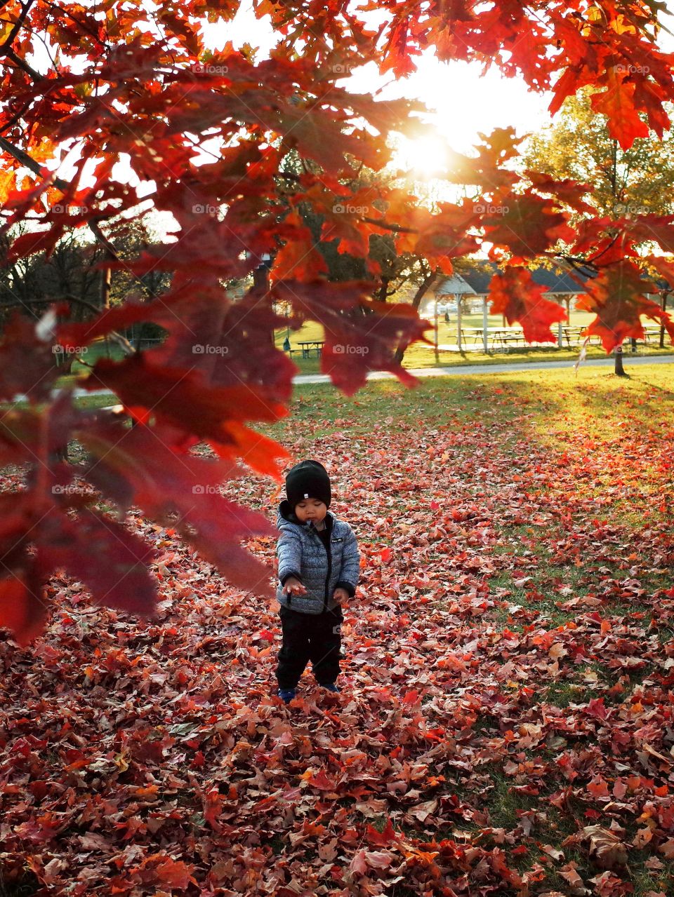 little boy playing with vibrant fall color leaves