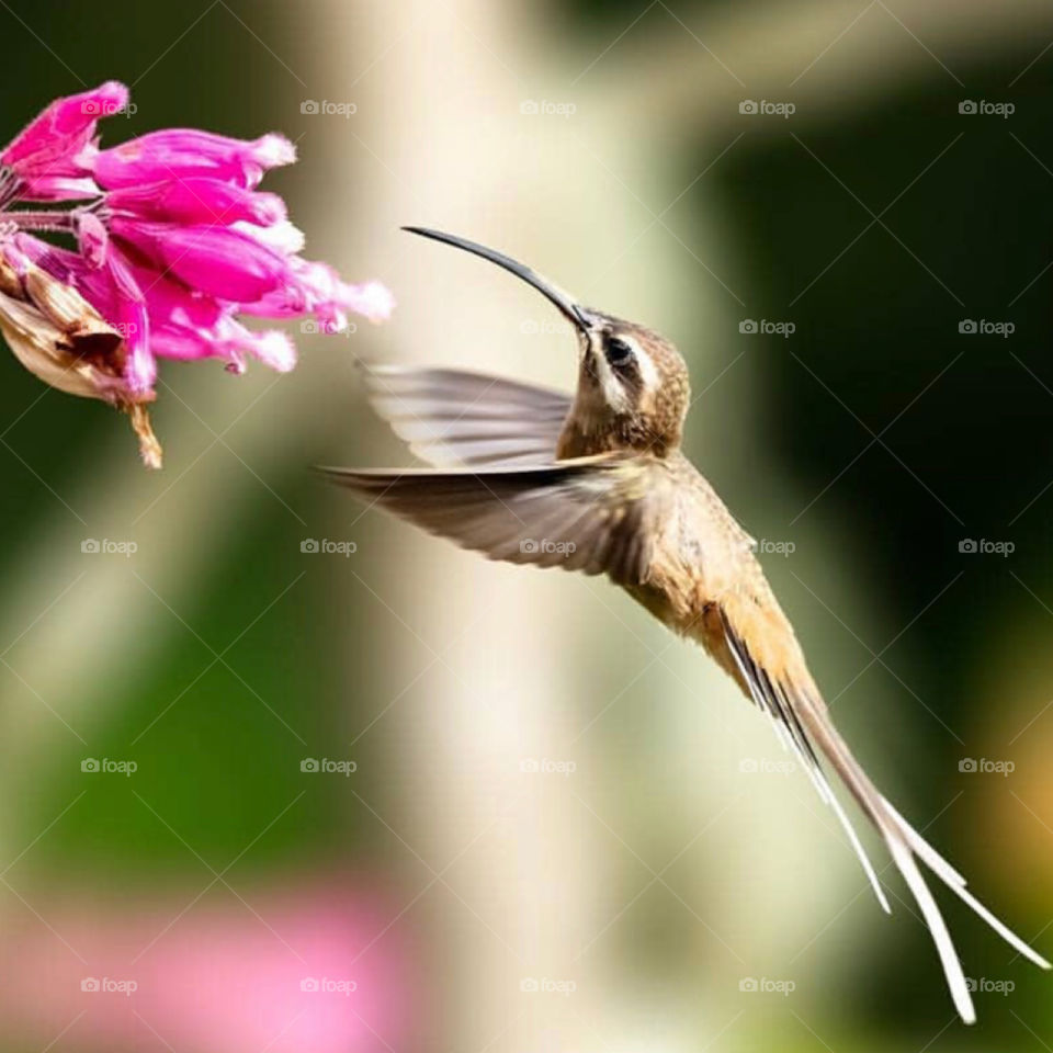Humming Bird