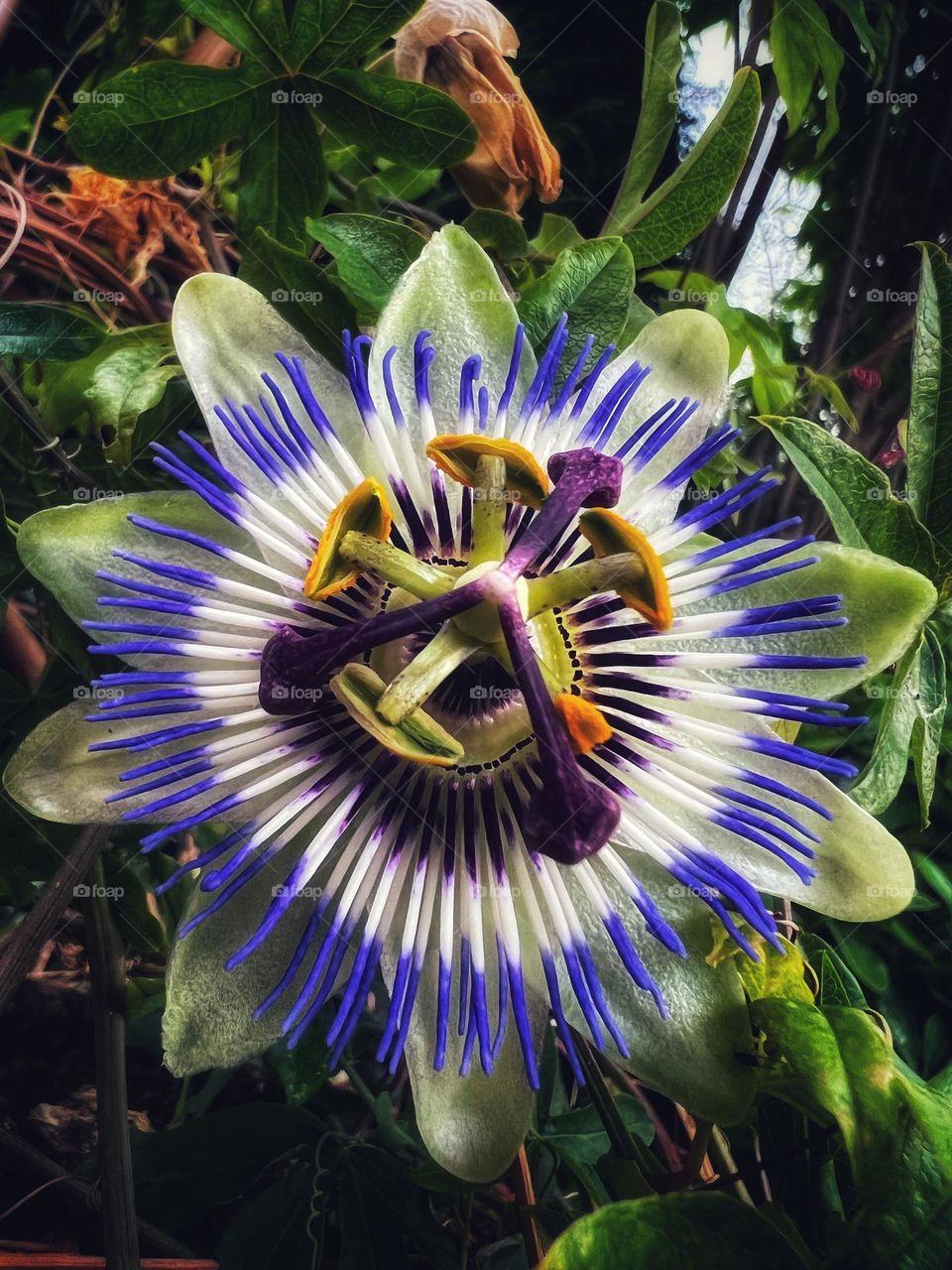 Blue passionflower