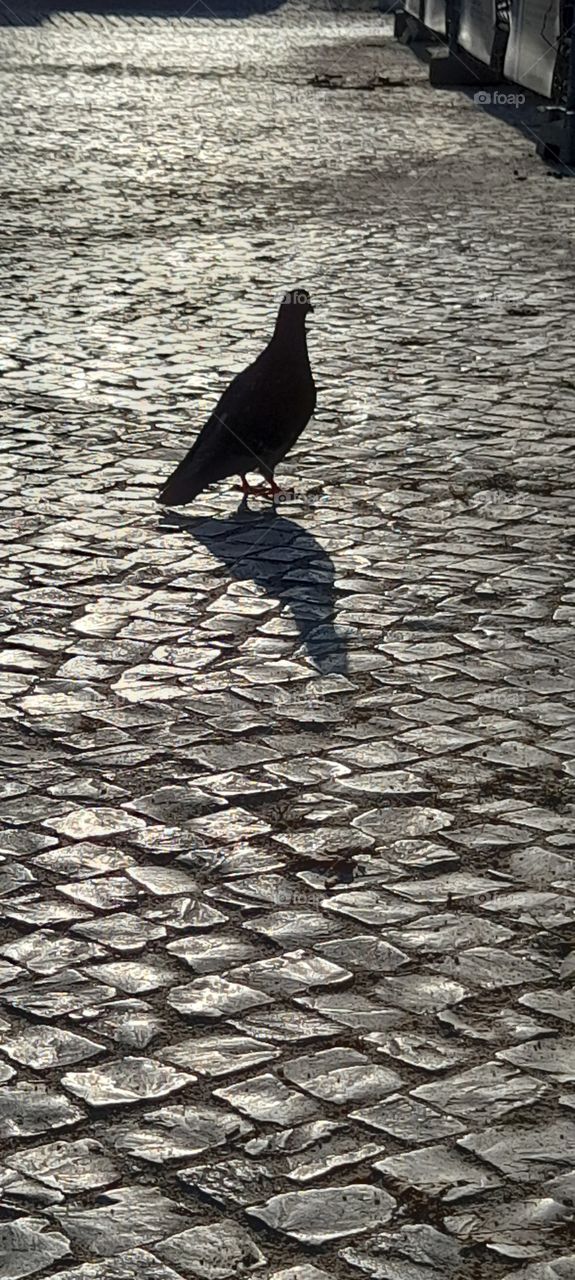 pigeon