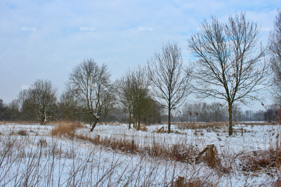 snow winter nature trees by twilite