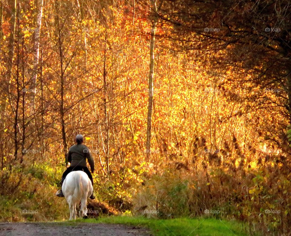 Forest in every season