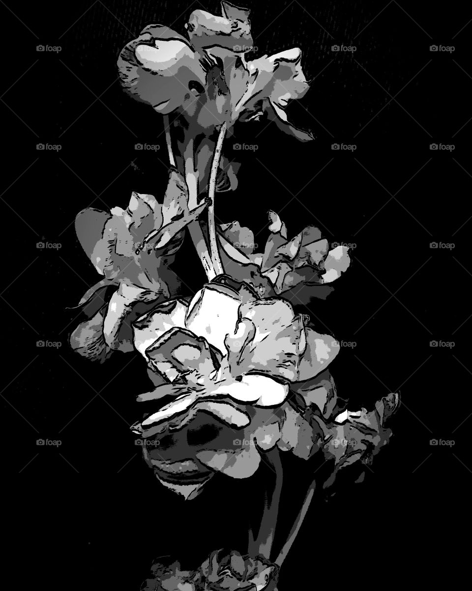 black and white flowers