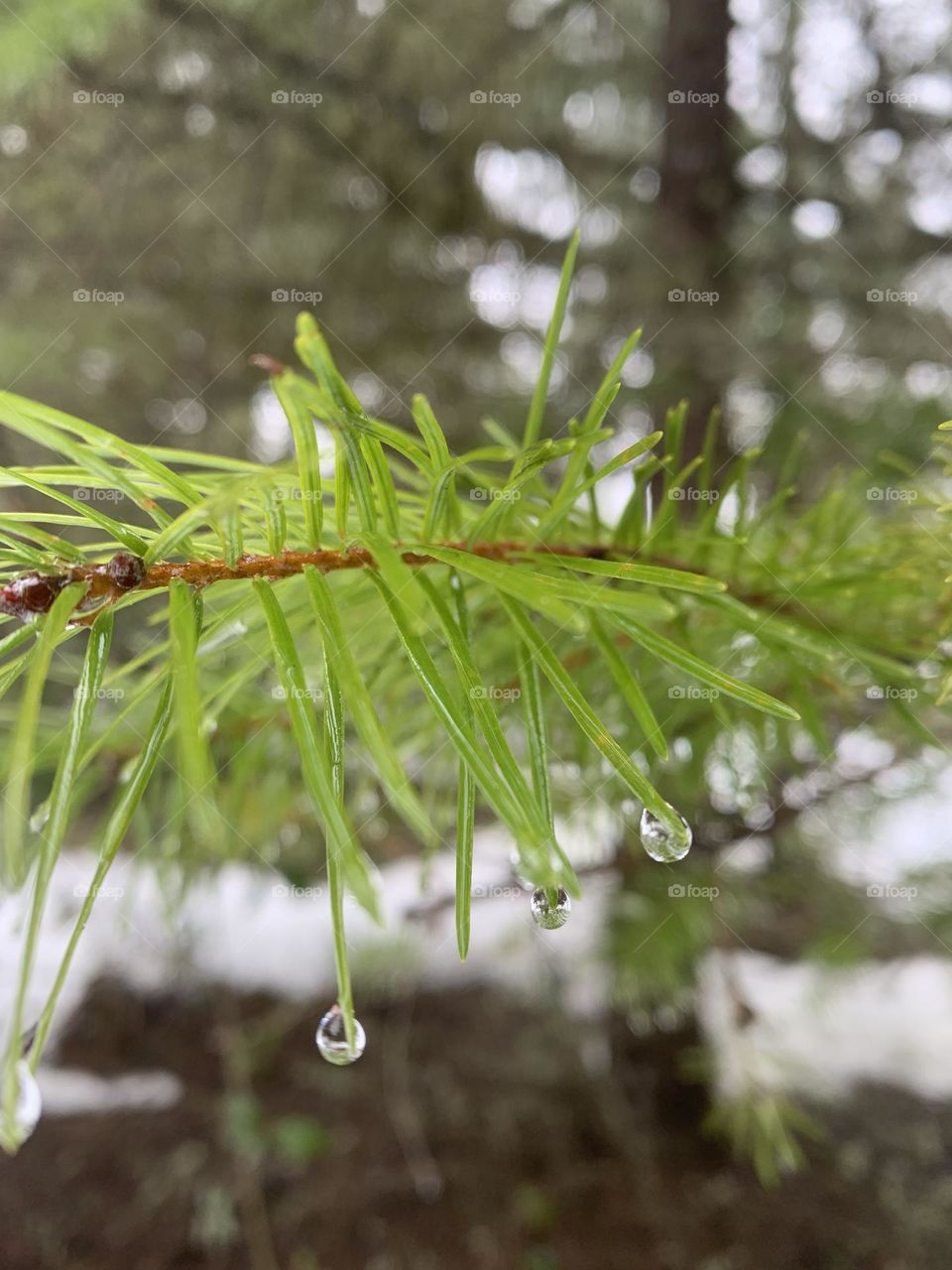 Wet bright pines