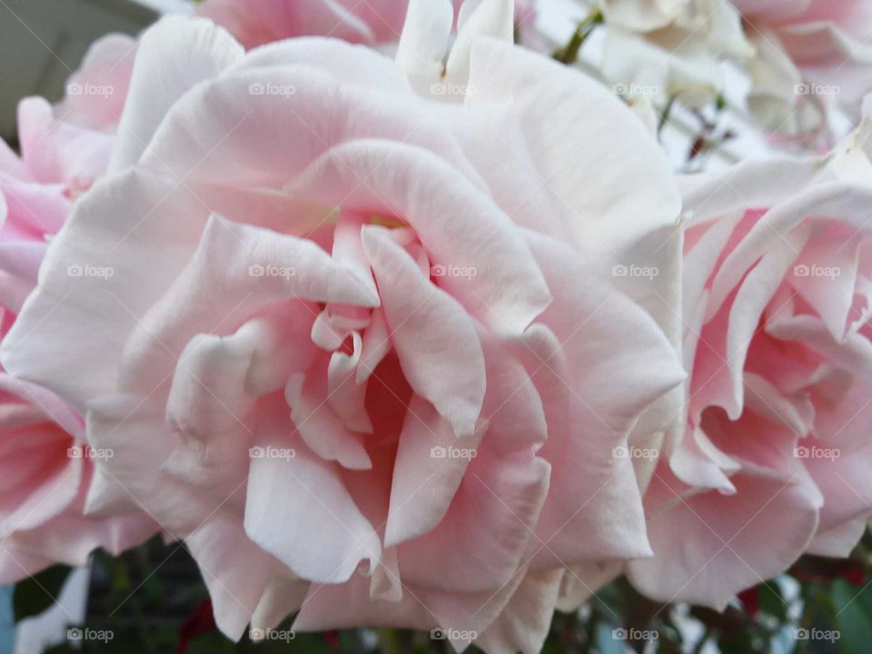 beautiful powdery pastel roses