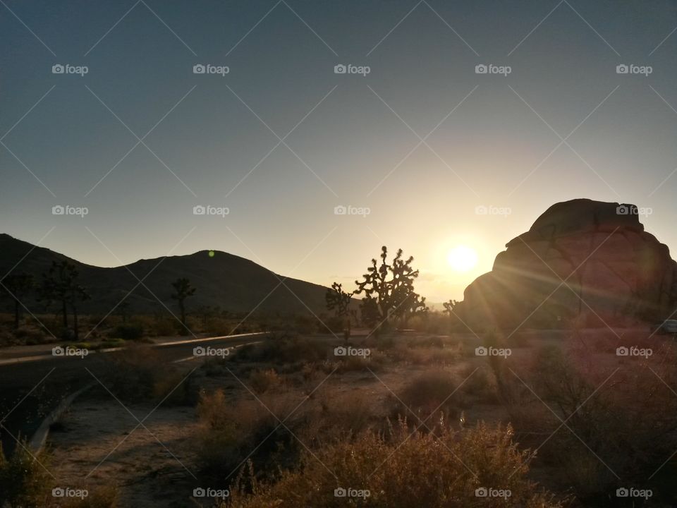 Joshua Tree sunset