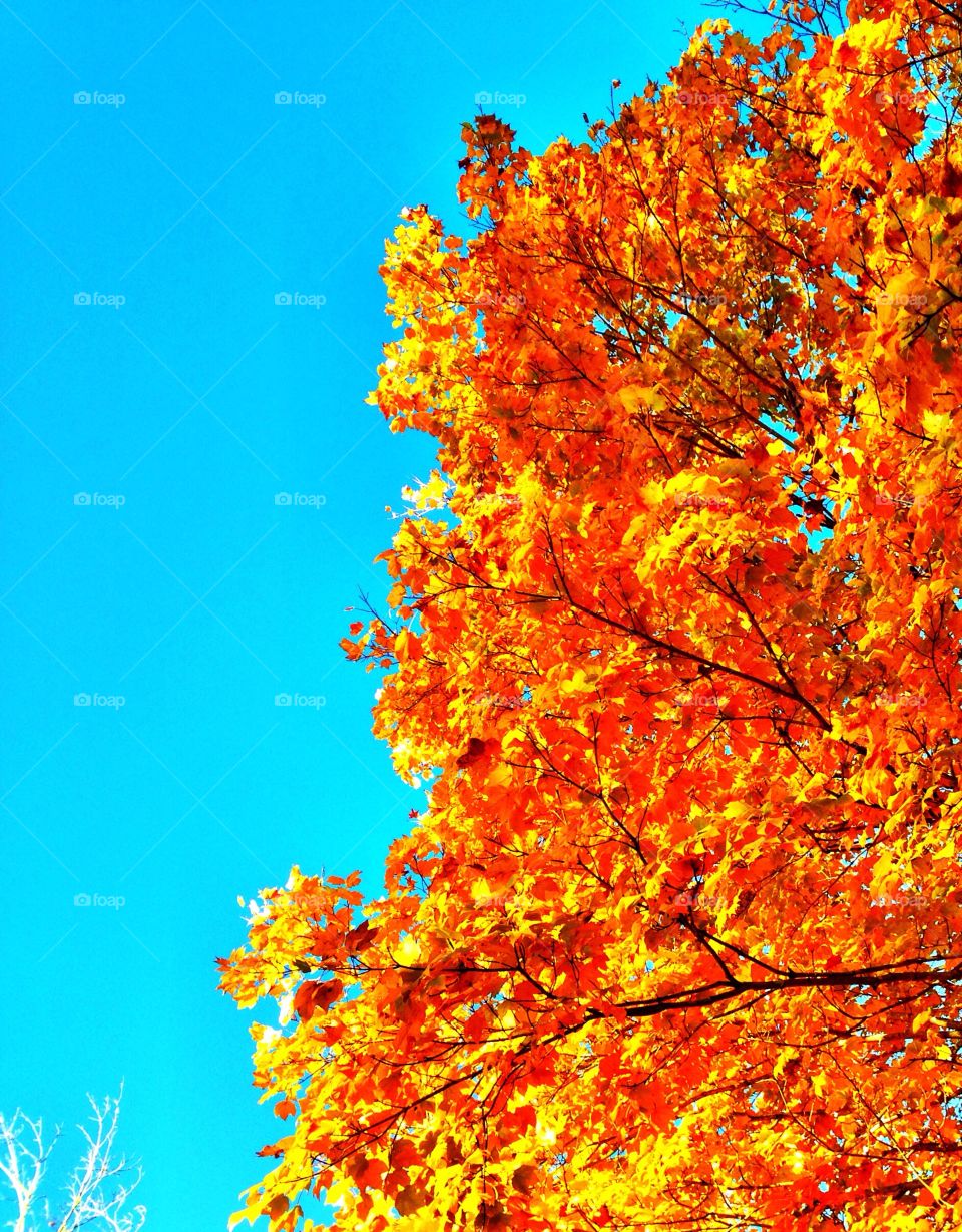 Autumn Leaves and Blue Sky