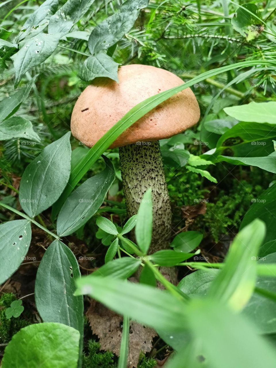 walk in the forest. edible mushrooms. redhead in the grass. Chopped grass and leaves. Forest. Summer.