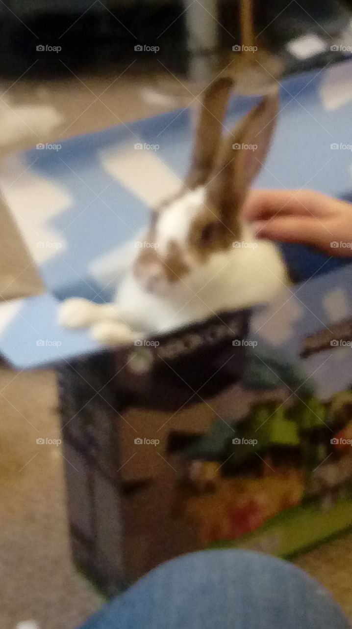 Adorable cute bunny in box