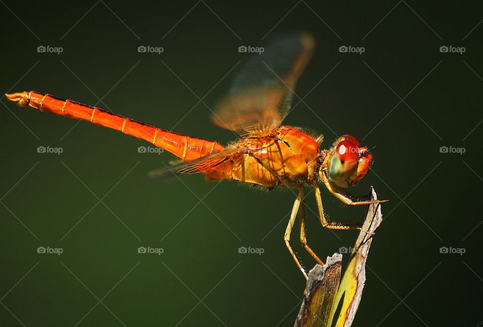 Scarlet skimmer . Red scarlet skimmer identify for category of dragonfly . Completed body segment looks from the three part in common of that : head , thorax , and abdomen - tailed . Thi's male of species captured perching on to the leaf of cocconunt
