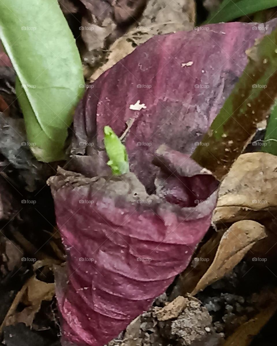 It was a great day when I saw a new germination small tiny plant coming out from the seed. bold nature combination red and green