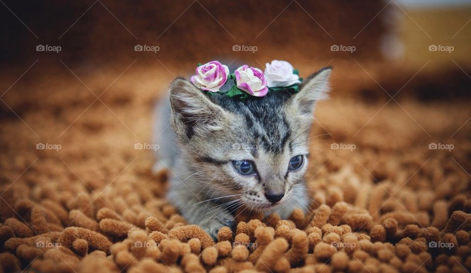 Cute kitten with headbands