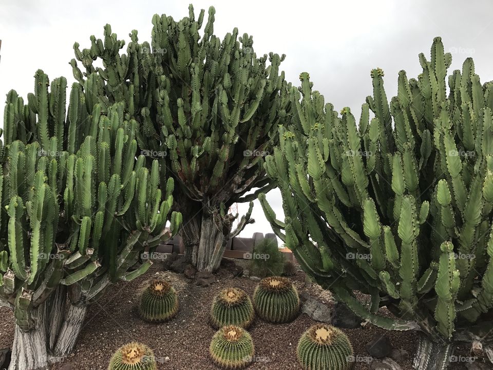 Cactus, Succulent, Spine, Desert, Prickly