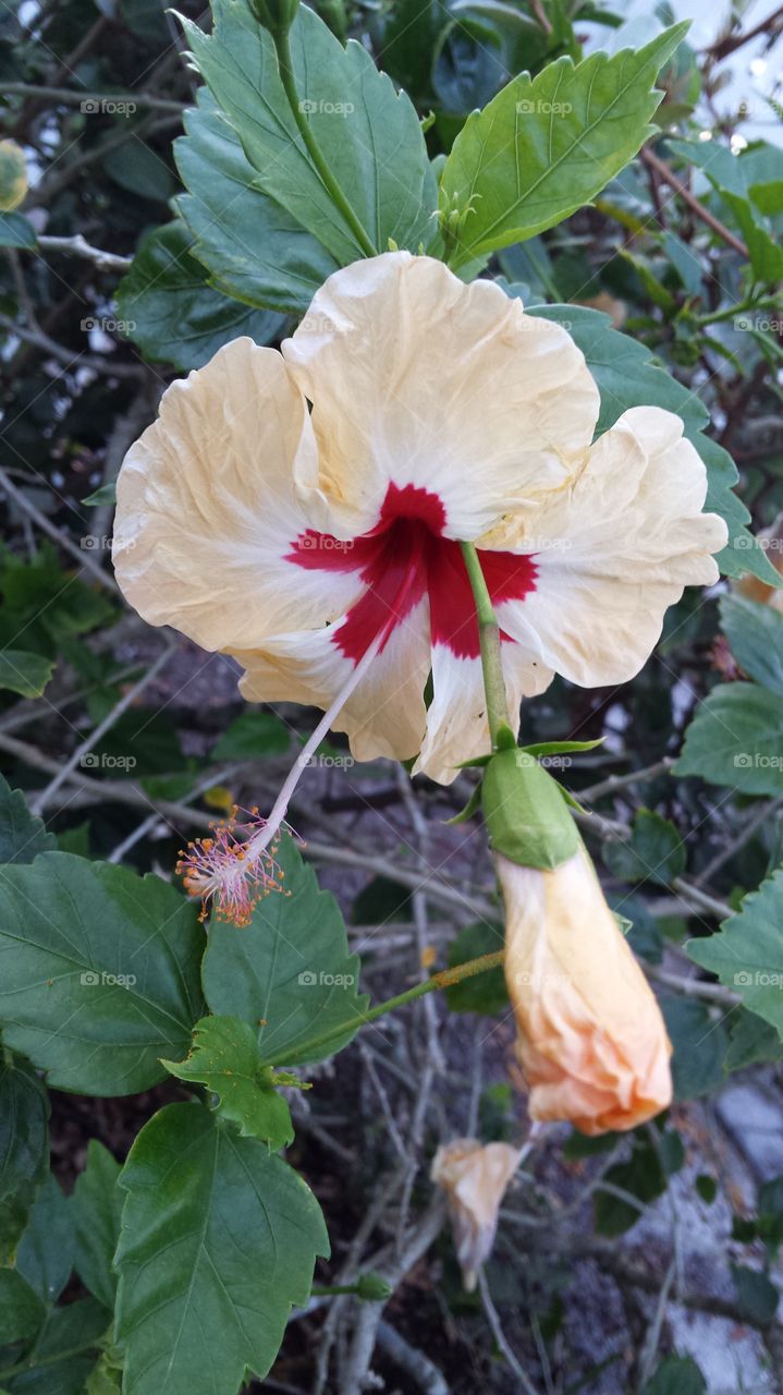 Peachy Hibiscus