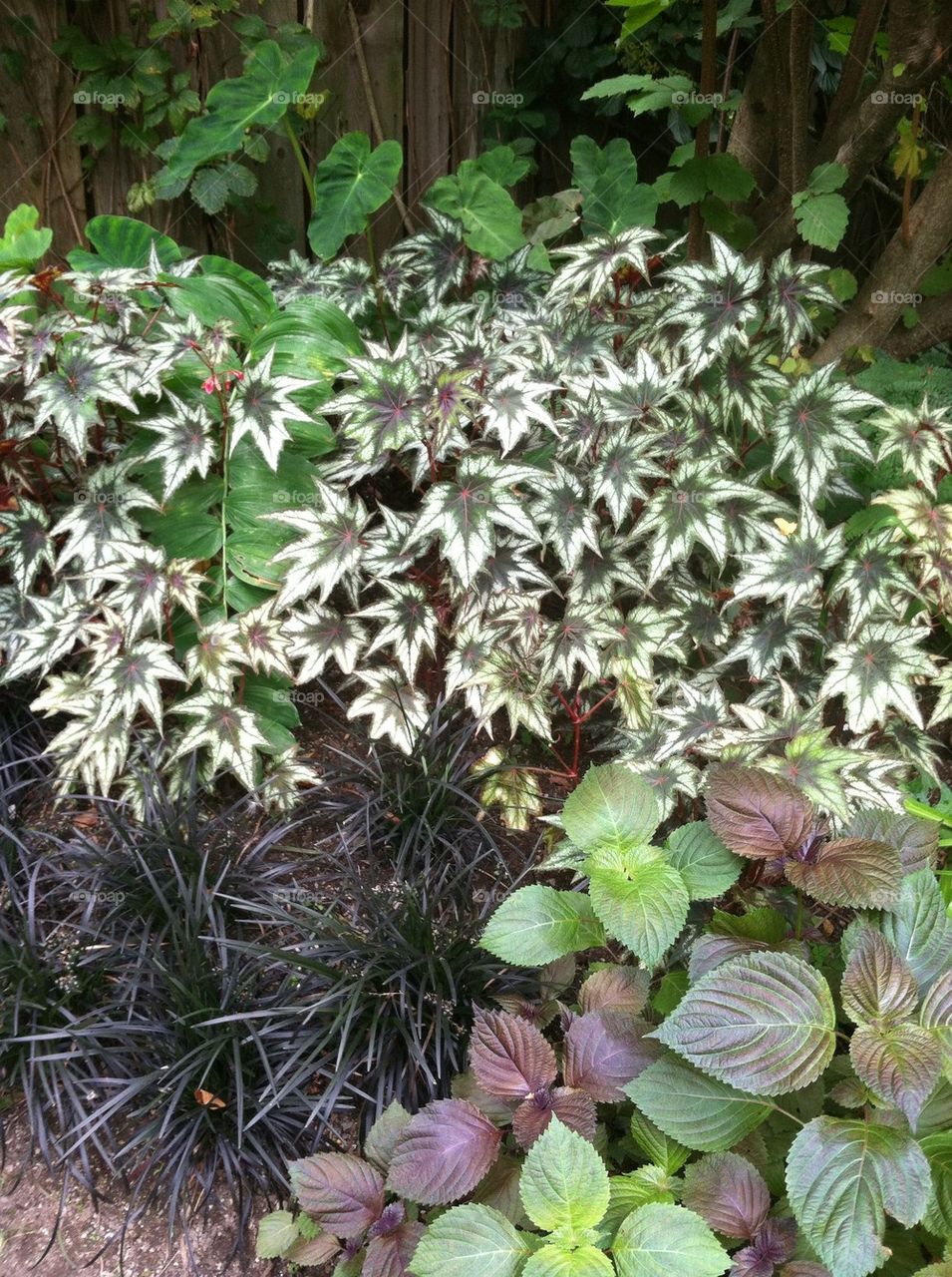 Begonia bedding