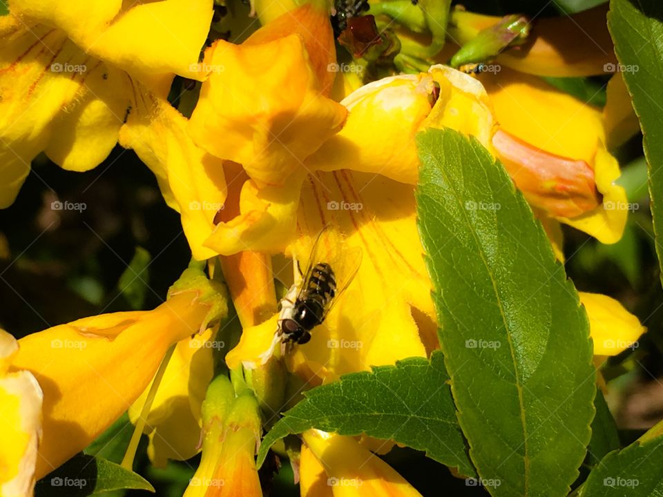 Yellow black banded bee on flower