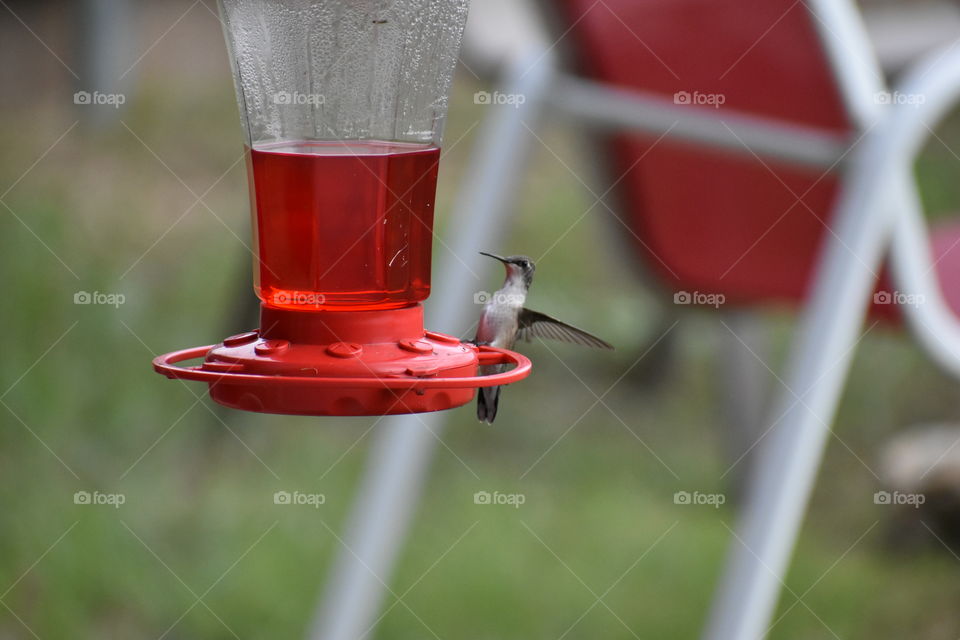 Hummingbird landing on feeder