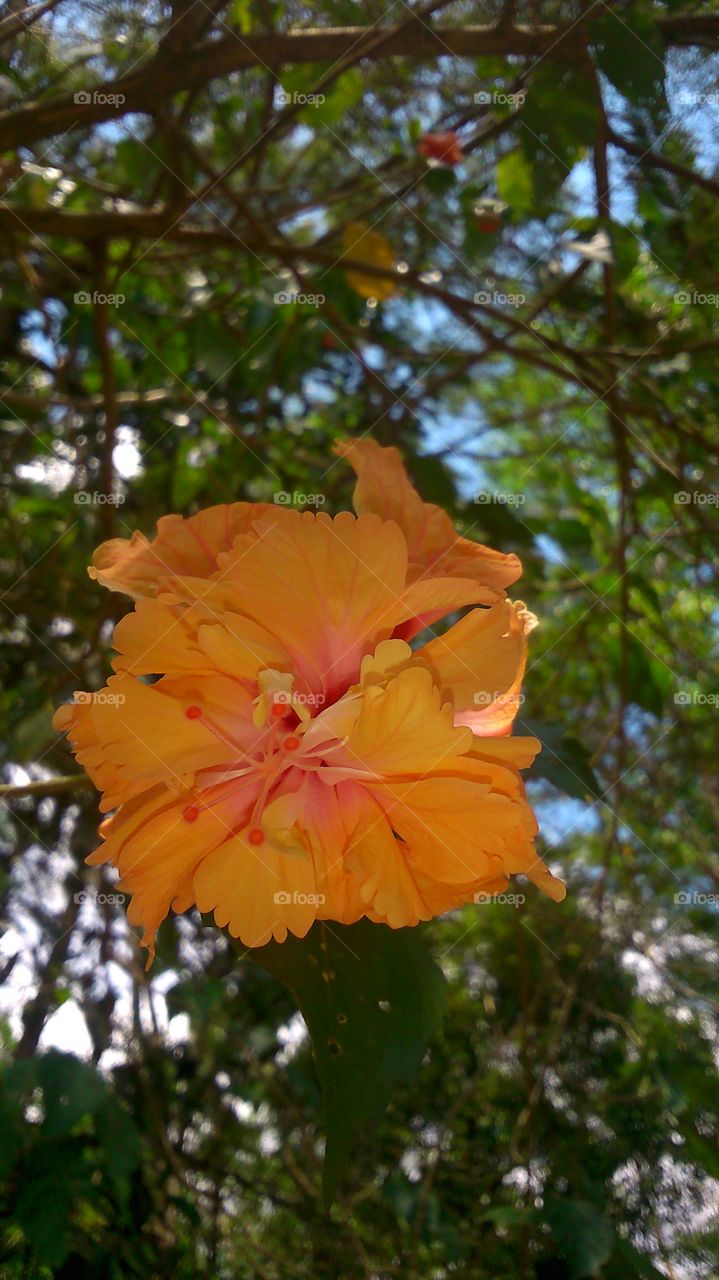 Multilayered hibiscus