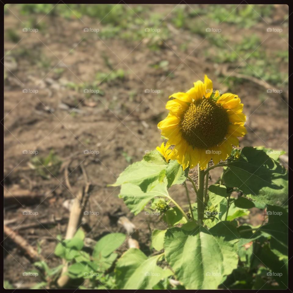 Random ass sunflower