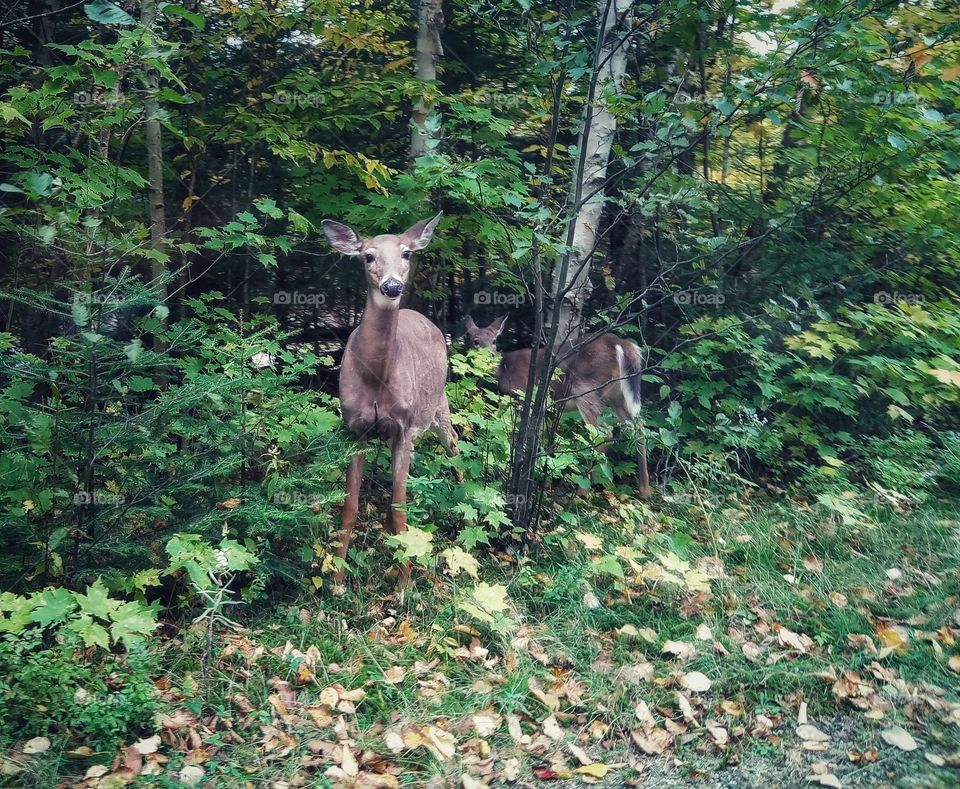 curious deer in the forest