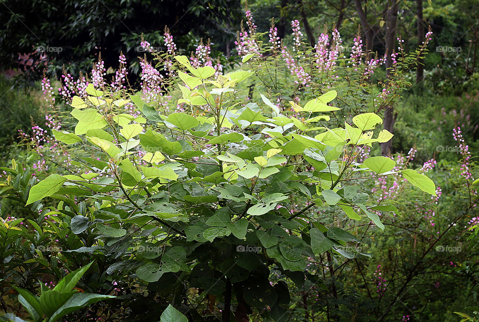 flowers in forest