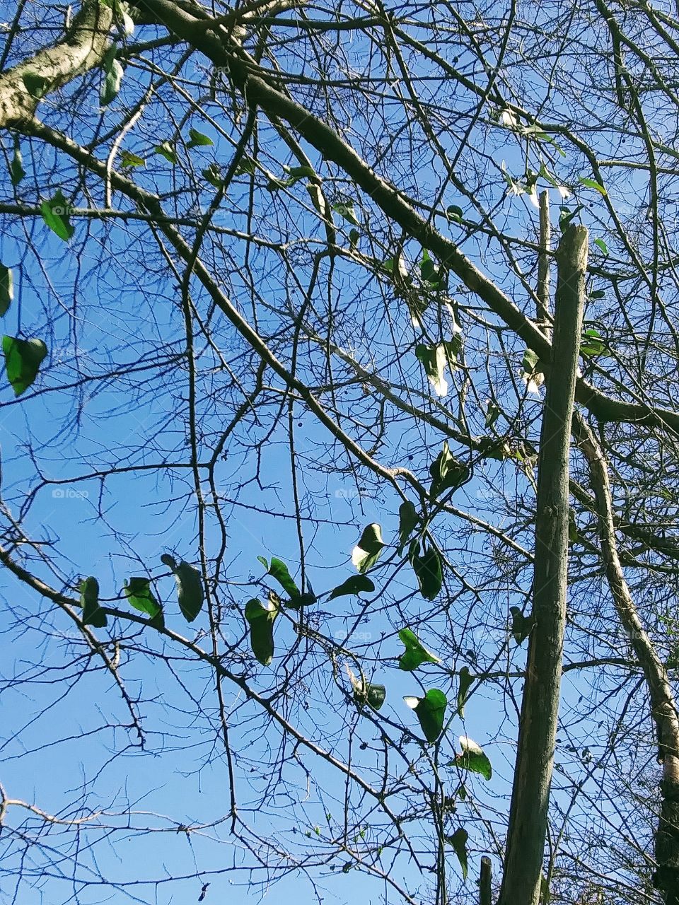 leaves of a thorny vine hanging from tree branches