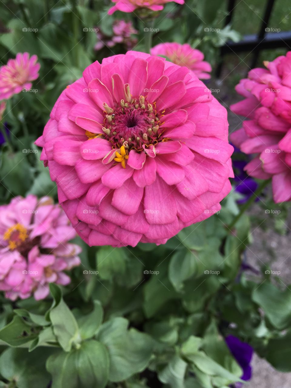 Pink flower in Vermont