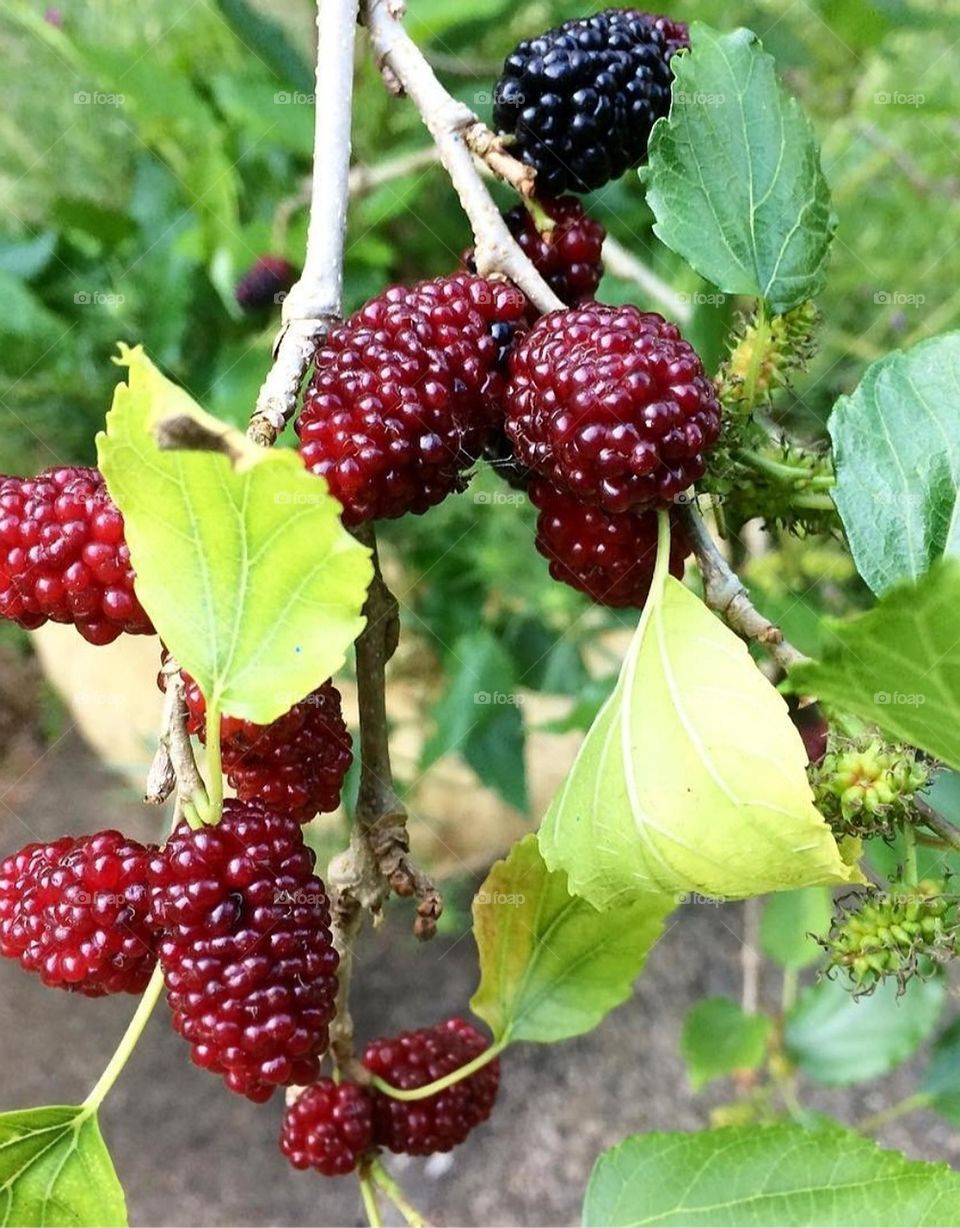 Fresh blackberries still on the stem